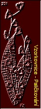 Podvinek0029.jpg